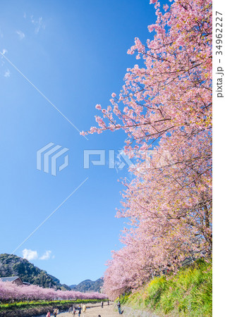 河津桜　桜　早咲きの桜　伊豆　静岡　さくら　サクラ　画像素材　コピースペース　背景素材　文字入れ 34962227