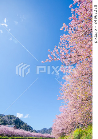 河津桜　桜　早咲きの桜　伊豆　静岡　さくら　サクラ　画像素材　コピースペース　背景素材　文字入れ 34962228