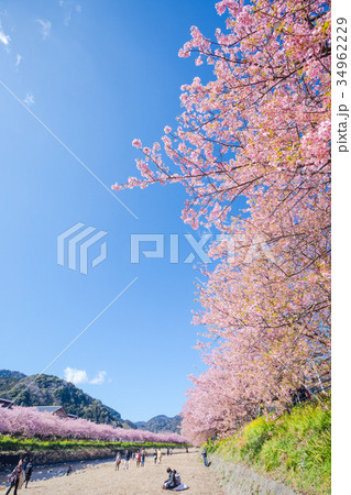 河津桜　桜　早咲きの桜　伊豆　静岡　さくら　サクラ　画像素材　コピースペース　背景素材　文字入れ 34962229