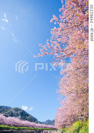 河津桜 桜 早咲きの桜 伊豆 静岡 さくら サクラ 画像素材 コピースペース 背景素材 文字入れ 河津桜 桜 早咲きの桜 伊豆 静岡 さくら サクラ 画像素材 コピースペース 背景素材 文字入れ 34962230