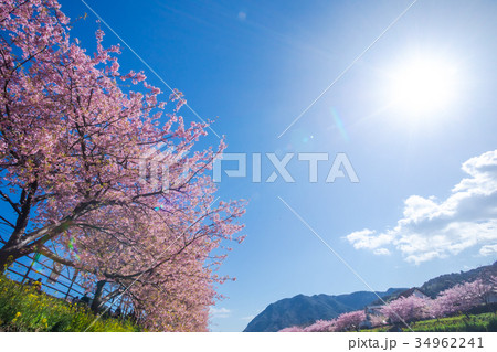 河津桜　桜　早咲きの桜　伊豆　静岡　さくら　サクラ　画像素材　コピースペース　背景素材　文字入れ 34962241