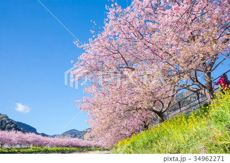 河津桜　桜　早咲きの桜　伊豆　静岡　さくら　サクラ　画像素材　コピースペース　背景素材　文字入れ 34962271