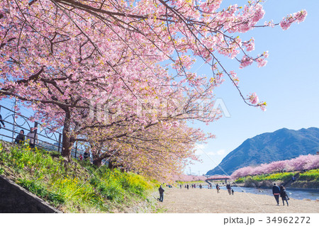 河津桜　桜　早咲きの桜　伊豆　静岡　さくら　サクラ　画像素材　コピースペース　背景素材　文字入れ 34962272