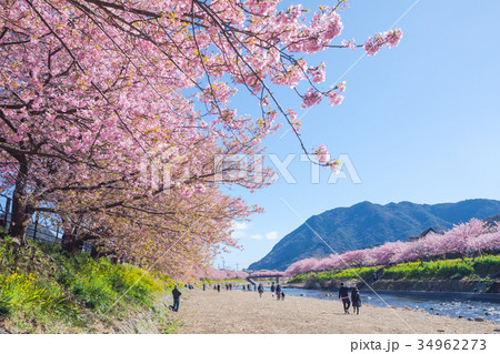 河津桜　桜　早咲きの桜　伊豆　静岡　さくら　サクラ　画像素材　コピースペース　背景素材　文字入れ 34962273