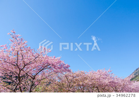 河津桜　桜　早咲きの桜　伊豆　静岡　さくら　サクラ　画像素材　コピースペース　背景素材　文字入れ 34962278