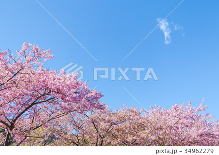 河津桜 桜 早咲きの桜 伊豆 静岡 さくら サクラ 画像素材 コピースペース 背景素材 文字入れ 河津桜 桜 早咲きの桜 伊豆 静岡 さくら サクラ 画像素材 コピースペース 背景素材 文字入れ 34962279