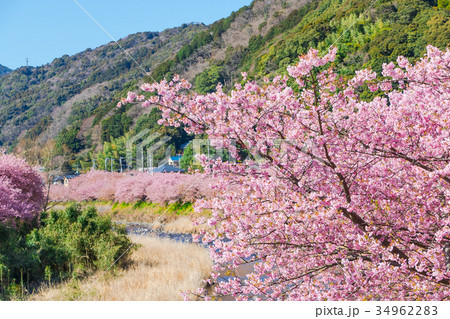 河津桜　桜　早咲きの桜　伊豆　静岡　さくら　サクラ　画像素材　コピースペース　背景素材　文字入れ 34962283