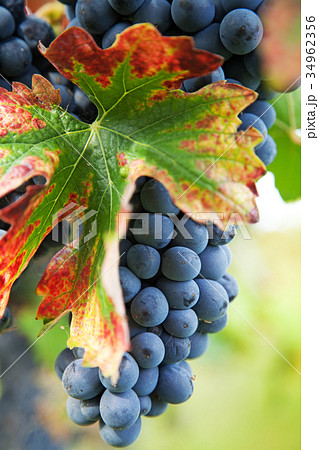 Vineyard, grape harvest in Italy, Piedmont. Vineyard, grape harvest in Italy, Piedmont. 34962356