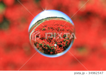 あわじ花さじき サルビア畑 宙玉 あわじ花さじき サルビア畑 宙玉 34962547