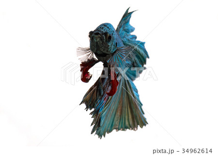 Beautiful fighting fish Beautiful fighting fish 34962614