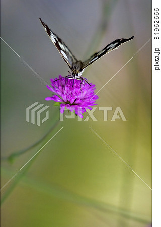 butterfly resting in a pink flower facade 34962666