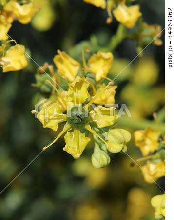 ヘンルーダの花 ヘンルーダの花 34963362