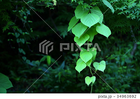 葛の葉の写真素材