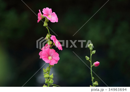 タチアオイ  初夏の花 34963694