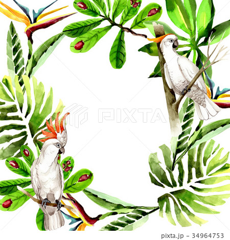 Sky bird white macaw frame in a wildlife by Sky bird white macaw frame in a wildlife by 34964753