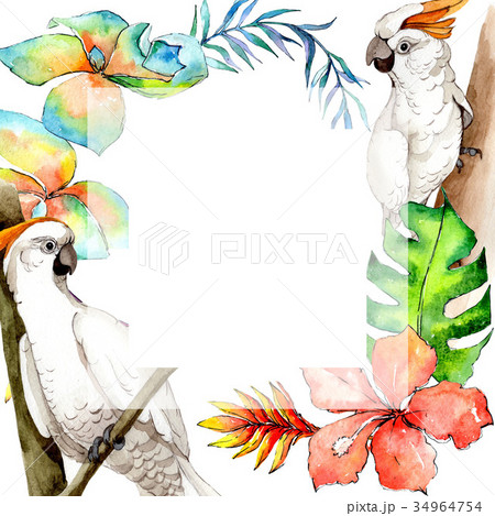 Sky bird white macaw frame in a wildlife by Sky bird white macaw frame in a wildlife by 34964754