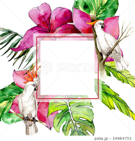 Sky bird white macaw frame in a wildlife by 34964755