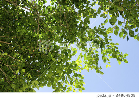 ガジュマルの葉 ガジュマルの葉 34964909
