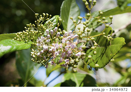 オオムラサキシキブの花 オオムラサキシキブの花 34964972