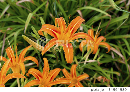 クワンソウ（秋の忘れ草） 34964980