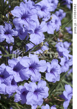 ヤナギバルイラソウ 34964982