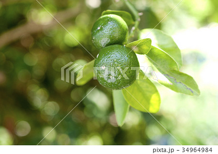 シークヮーサー シークヮーサー 34964984