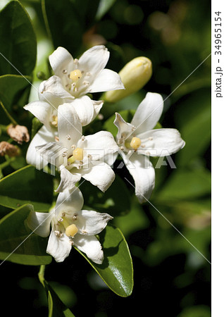 ゲッキツ シルクジャスミン の花の写真素材