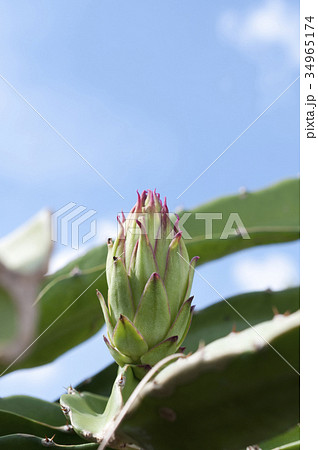 ドラゴンフルーツの蕾 ドラゴンフルーツの蕾 34965174