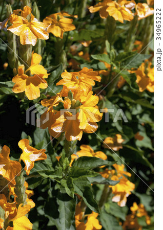 クロッサンドラの花 クロッサンドラの花 34965222
