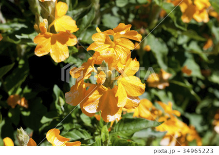 クロッサンドラの花 クロッサンドラの花 34965223