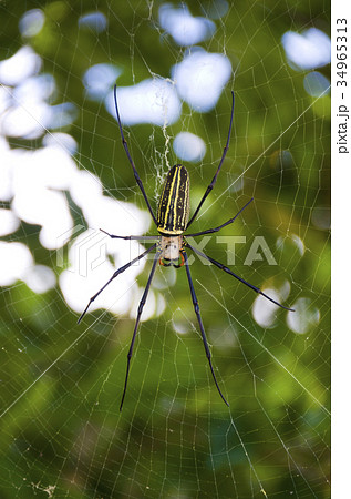 オオジョロウグモ 大女郎蜘蛛 の写真素材