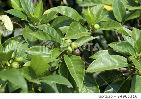 イヌビワ 34965316