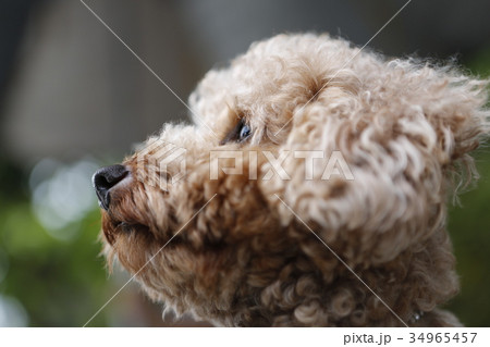 プードル 犬 狗 34965457