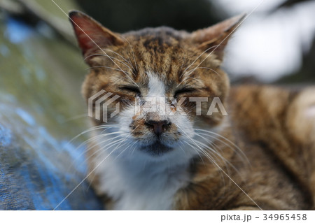 猫 ねこ ネコ 34965458