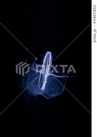 クラゲ展示数でギネスブックに認定の鶴岡市立加茂水族館のクラゲドリーム館 34965802