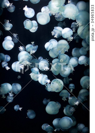 クラゲ展示数でギネスブックに認定の鶴岡市立加茂水族館のクラゲドリーム館の写真素材