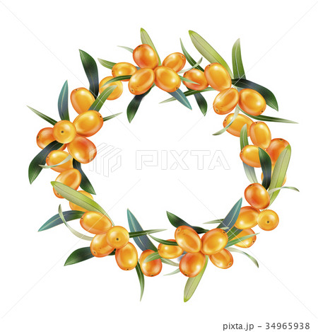 Sea buckthorn isolated on the white. Vector 34965938