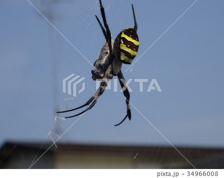 コガネグモ  34966008