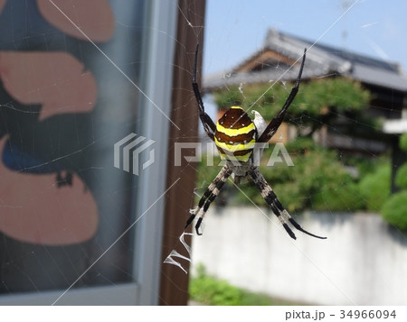 コガネグモ  コガネグモ  34966094