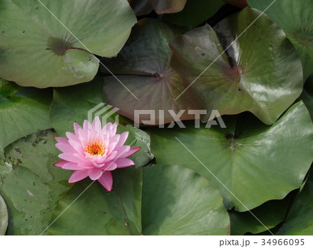 水連の花 34966095