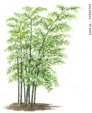 Bamboo Drawing by Deepa Padmanabhan - Pixels