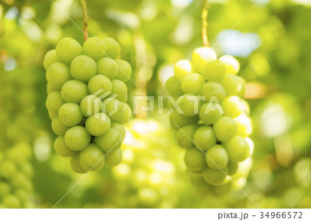 シャインマスカット 34966572