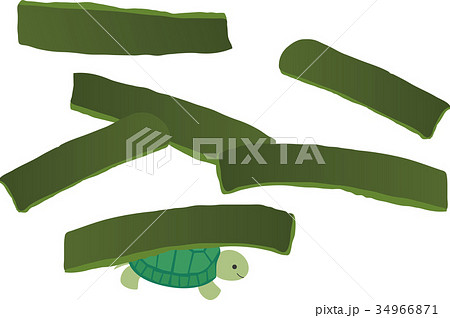 茎ワカメとカメ 34966871