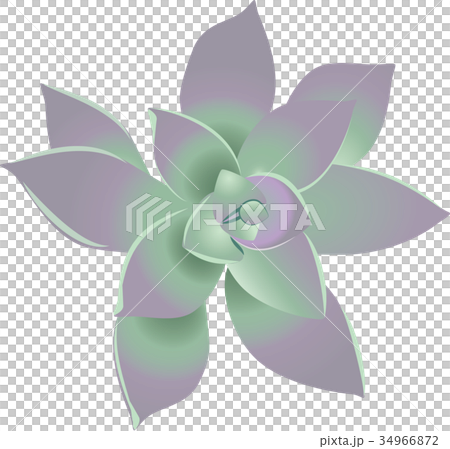 グラプトぺタルム・パラグアエンセ 34966872