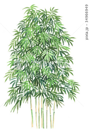 ヤダケのスケッチ 矢竹の精密植物画のイラスト素材