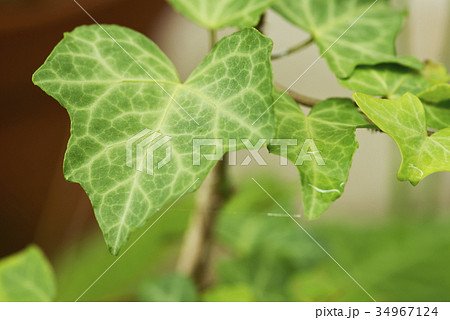 アイビー 34967124