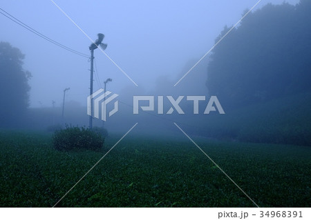 朝霧の茶畑(奈良県山添村) 朝霧の茶畑(奈良県山添村) 34968391