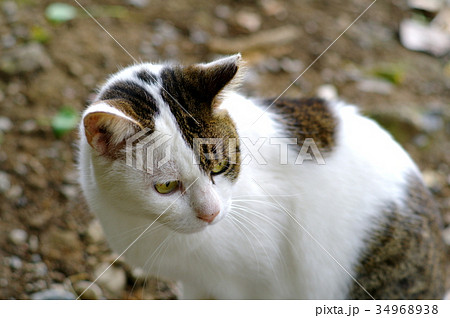 公園で出合う猫 キジトラ白 a 公園で出合う猫 キジトラ白 a 34968938