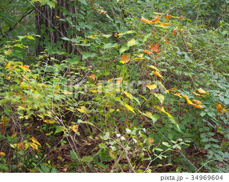 黄葉し始めた山の木々 34969604