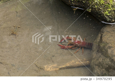 アメリカザリガニ アメリカザリガニ 34970295